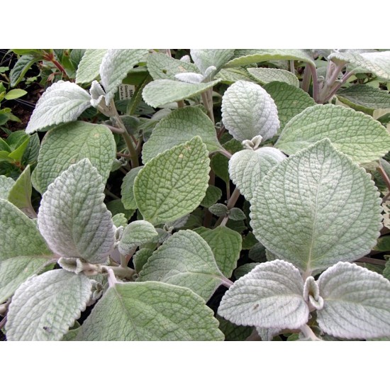 Seminte PLECTRANTHUS argentatus Silver Shield 1000s