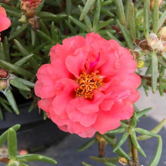 Seminte PORTULACA grandiflora SUNDIAL F1 Coral 500s Multipellet