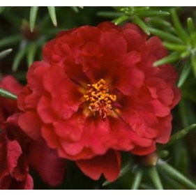 Seminte PORTULACA grandiflora SUNDIAL F1 Deep Red 500s Multipellet