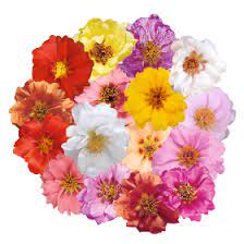 Seminte PORTULACA grandiflora SUNDIAL F1 Mix 1000s