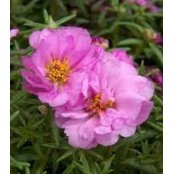 Seminte PORTULACA grandiflora SUNDIAL F1 Pink 1000s