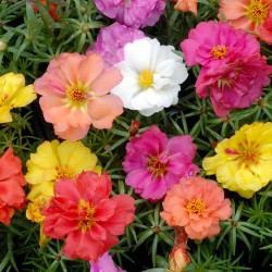 Seminte PORTULACA grandiflora Double LONGBLOOM Mixed 10 g