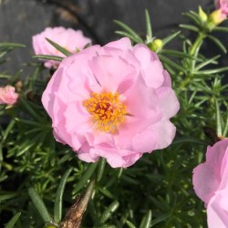 Seminte PORTULACA grandiflora SUNDIAL F1 Light Pink 1000s