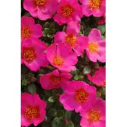 Seminte PORTULACA oleracea TOUCAN F1 Fuchsia 1000s
