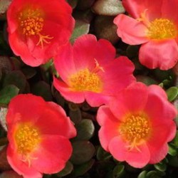 Seminte PORTULACA oleracea TOUCAN F1 Scarlet Shades 1000s