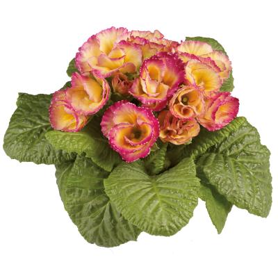 Seminte PRIMULA acaulis MARLI Candy Corn 1000s