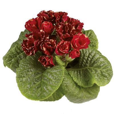 Seminte PRIMULA acaulis MARLI Deep Red 1000s