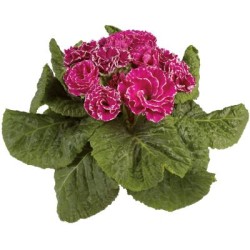 Seminte PRIMULA acaulis MARLI Lilac 1000s