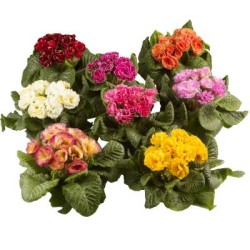 Seminte PRIMULA acaulis MARLI Mix 1000s