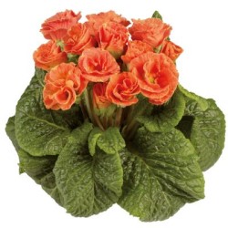 Seminte PRIMULA acaulis MARLI Orange 1000s