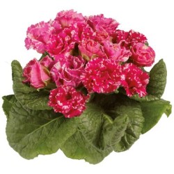 Seminte PRIMULA acaulis MARLI Rose Shades 1000s