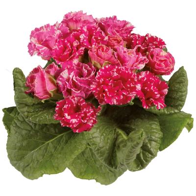 Seminte PRIMULA acaulis MARLI Rose Shades 1000s