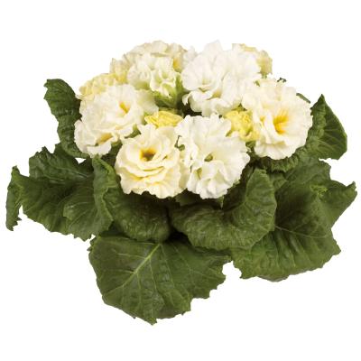 Seminte PRIMULA acaulis MARLI White 1000s