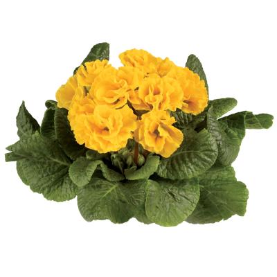 Seminte PRIMULA acaulis MARLI Yellow 1000s