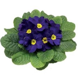 Seminte PRIMULA acaulis ORION Blue 1000s