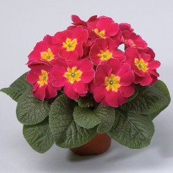 Seminte PRIMULA acaulis ORION Cherry 1000s