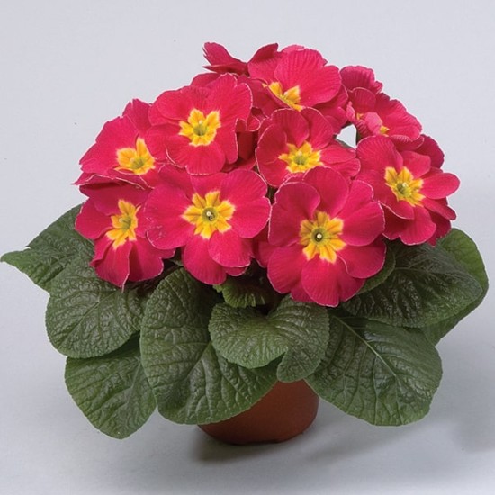 Seminte PRIMULA acaulis ORION Cherry 1000s