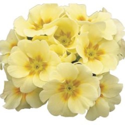 Seminte PRIMULA acaulis ORION Light Yellow 1000s