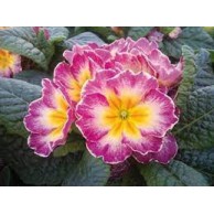 Seminte PRIMULA acaulis ORION Lilac Flame 1000s