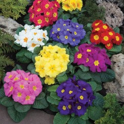 Seminte PRIMULA acaulis ORION Mix 1000s
