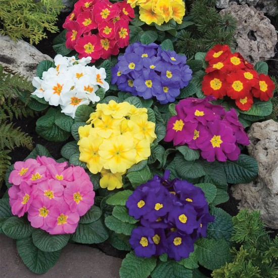 Seminte PRIMULA acaulis ORION Mix 1000s