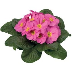 Seminte PRIMULA acaulis ORION Pink 1000s