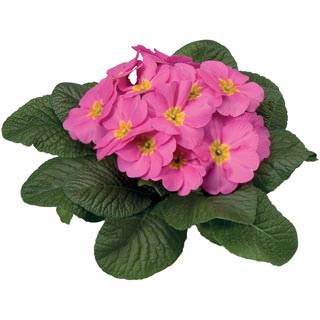 Seminte PRIMULA acaulis ORION Pink 500S