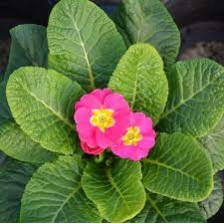 Seminte PRIMULA acaulis ORION Rose Frost 1000s