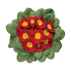 Seminte PRIMULA acaulis ORION Scarlet 1000s