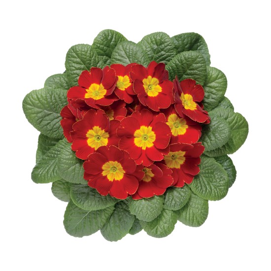 Seminte PRIMULA acaulis ORION Scarlet 1000s