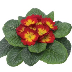 Seminte PRIMULA acaulis ORION Scarlet Flame 1000s