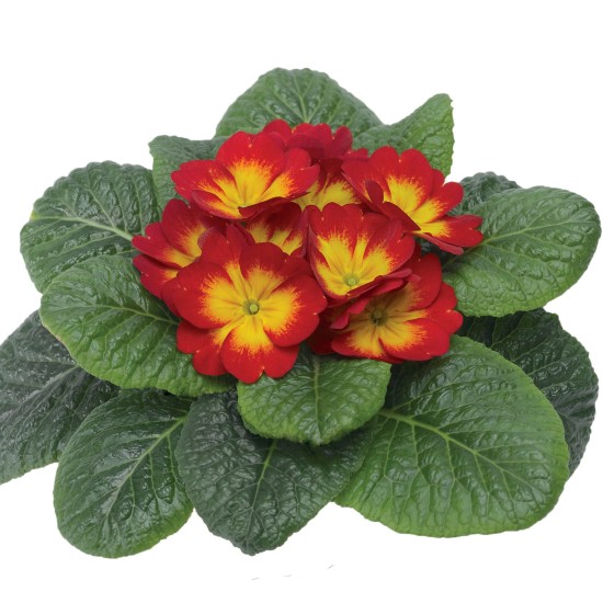 Seminte PRIMULA acaulis ORION Scarlet Flame 1000s
