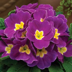 Seminte PRIMULA acaulis ORION Violet 1000s