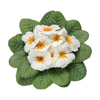 Seminte PRIMULA acaulis ORION White with Eye 1000s