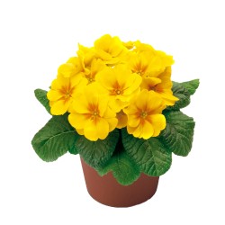 Seminte PRIMULA acaulis ORION Yellow with Eye 1000s
