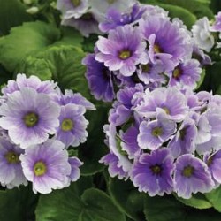 Seminte PRIMULA obconica LIBRE Blue Picotee 1000s