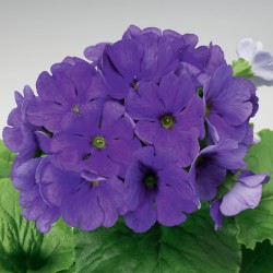 Seminte PRIMULA obconica LIBRE Deep Blue 1000s
