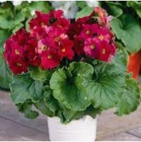 Seminte PRIMULA obconica LIBRE Magenta 1000s