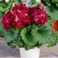 Seminte PRIMULA obconica LIBRE Magenta 1000s