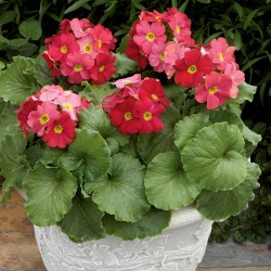 Seminte PRIMULA obconica LIBRE Red 1000s