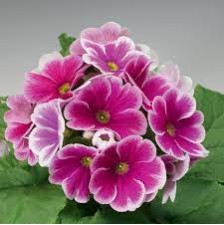 Seminte PRIMULA obconica LIBRE Rose Picotee 1000s