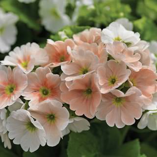 Seminte PRIMULA obconica LIBRE Salmon Picotee 1000s