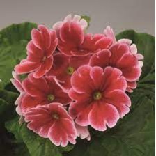Seminte PRIMULA obconica LIBRE Scarlet Picotee 1000s