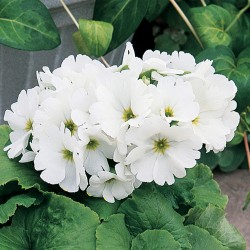 Seminte PRIMULA obconica LIBRE White Blue 1000s