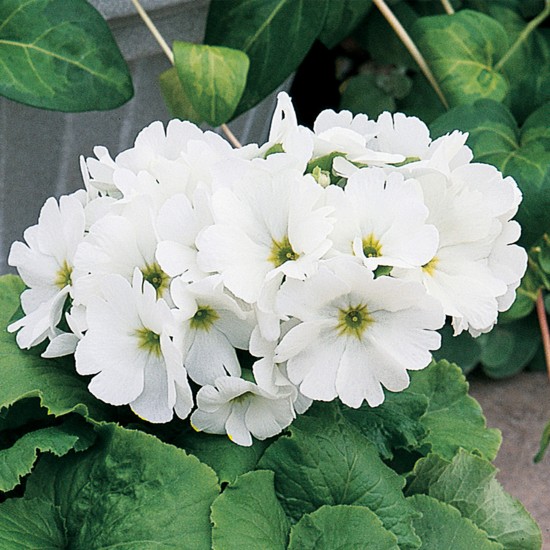 Seminte PRIMULA obconica LIBRE White Blue 1000s