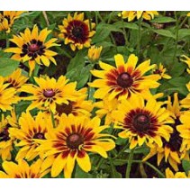 Seminte RUDBECKIA hirta Denver Daisy 500s