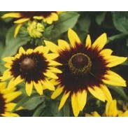 Seminte RUDBECKIA hirta Sonora 500s