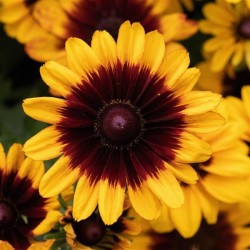 Seminte RUDBECKIA hirta Pawnee Spirit 500s