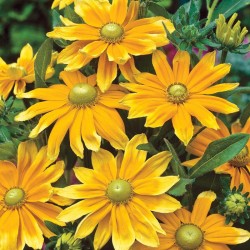 Seminte RUDBECKIA hirta Prairie Sun 500s