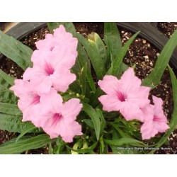 Seminte RUELLIA brittoniana SOUTHERN STAR Pink 100 s